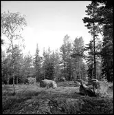 Skeppsättning.  Vammen  Steneby