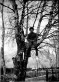 En pojke i ett träd.