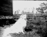 En hund i trädgården.