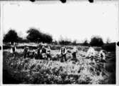 Slåtterarbete. Skördearbete vid Ormesta gård, Almby socken, år 1901
