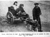 Krigsbild, belgisk bondgumma med son och sondotter flyr undan kriget.
Hund spänd för vagn.