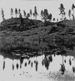 Sjön Fagertärn, skogsparti.