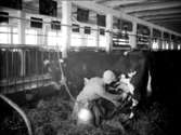 Mjölkning av kor med mjölkningsmaskin, en man.
Ladugårdsinteriör.
Källtorps gård, Gräve socken
Örebro Ortens Mejeriförening