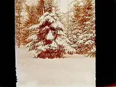 Stora Holmen, Örebro.
Vintermotiv, snöhöljda granar.