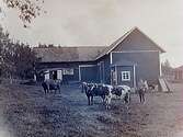 Ekonomibyggnad, en man och tre kor.C.G. Karlsson(genom Hushållningssällskapet 1927)