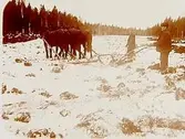 Tre hästar spända för plog, två män.
Konsulent H. Flodkvist, Örebro.
Två bilder på samma glasplåt.