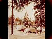 Sörbyskogen, vintermotiv, snötyngda granar.
Inköpt av Gustaf Melins AB, Göteborg till julkort.