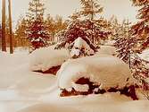 Sörbyskogen, vintermotiv, snötyngda granar.
Inköpt av Gustaf Melins AB, Göteborg till julkort.