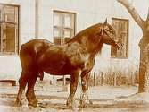 En häst.
Emanuel Öholm