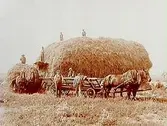 Höbärgning, två höskrindor med två hästar spända framför, och sju män.
Sandberg