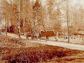 Oxe spänd för vagn, äldre par framför huset.
Gustaf Kumlin
