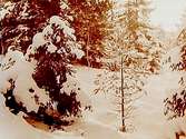 Vinterbild med snötyngda granar.