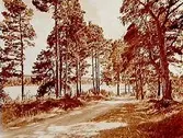 Sjön Väringen, landsvägen från Kägleholm.
Beställningsnr: OY-935.