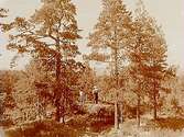 Vikingaberget, utsikt.Beställningsnr: LS-236.