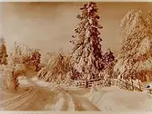 Vinterväg med snötyngda granar.
(Två bilder på samma glasplåt)