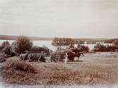 Siggeboda gård, skördebild, höbärgning, häst spänd för hölass, två kvinnor.
Sjön Usken i bakgrunden.
Beställningsnr: LE-137.