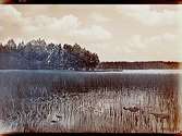 Utsikt över Hällebosjön mot Tjärudden.Beställningsnr: SK-141.