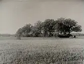 Ekholmar ut på åkern.