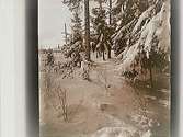 Snötyngda granar, tallar och lövträd.
Vinterbild.