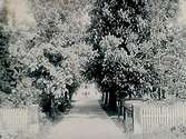Hjärsta gård, allén med blommande kastanjer.
Godsägare H.Larsson.