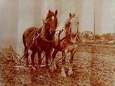 Två hästar, Stina och Grålle, spända för plog.
Fru Gertrud Eriksson