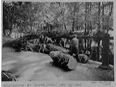 Nedsågning av pilträd i Slottsparken, 1938-09-13.