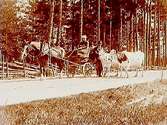 Häst och vagn, två oxar, två personer.
Gustaf Larsson