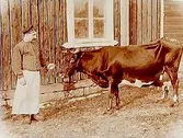 En man med mjölkko.
Förvaltare H. Sköldebrand