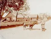 Ekeby Prostgård, ekonomibyggnad.
En man med tjur.
Henning Karlsson.