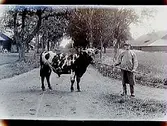 En man med tjur.
Ekonomibyggnader och bostäder i bakgrunden.
Erik Westfelt