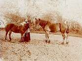 Höglunda herrgård, Latorps Bruk.
Grevinnan med två hästar.
Grevinnan M. Hamilton