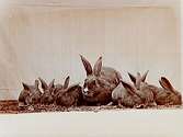 Kaniner.
Fru Brandelius-Almkvist