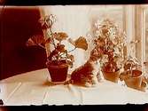 Kattunge bland krukväxter.
Edv. Medin