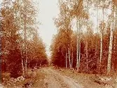 Skogsväg.
Grosshandlare P. Pehrman