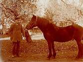 En man med sin häst.Edv. Gustafsson