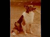 En colliehund.Carl Sterner