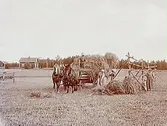 En och en halvvånings bostadshus med ekonomibyggnad. Höbärgning, två hästar spända för höskrinda. 4 vuxna och ett litet barn vid höhässjan. 
Andersson