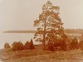 Naturmotiv från Hjälmaren.
Kapten von Horn