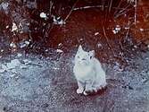 En kattunge.
Sam Lindskogs privata bilder.