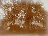Tre personer i en park.Sam Lindskogs privata bilder.