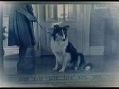 En hund.Beställare: Inga och Karin Vestlund.Bilden tagen troligen 1944.