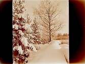 Natur, vinterbild.
Snöklädda träd och berg.