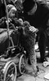 Julskyltning, Ballonger exploderade 4 dec 1967

Ett barn sitter i en barnvagn, och en man klappar en hund som sträcker sig upp mot barnet.