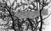Betania villan 12 oktober 1966

I ett träd sitter det en skylt med en text på.