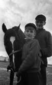 Hästägare.

På bilden ses 10 årige hästägaren Håkan Persson, Hallsberg, tillsammans med sin ägda travhäst 4 åriga Thor Scott.
Skötaren och lärlingen Kåre Knutsson sköter om hästen till vardags.