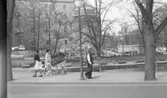 Orubricerat 11 maj 1965

Arbetsklädd man på Engelbrektsgatan med Örebro slott i bakgrunden.
Renovering slottsparken.