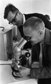 Botanikkurs 18 augusti 1965

Två män tittar i ett mikroskop