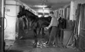 Ferie jobb 10 juli 1965

Ung man tvättar häst