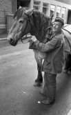 Hästar i stan, 8 juli 1965.

Man poserar med arbetshäst. På mannens uniformsmössa samt uniformsjacka står 