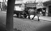 Hästar i stan, 8 juli 1965.

Man kör häst och vagn genom centrala stan.
